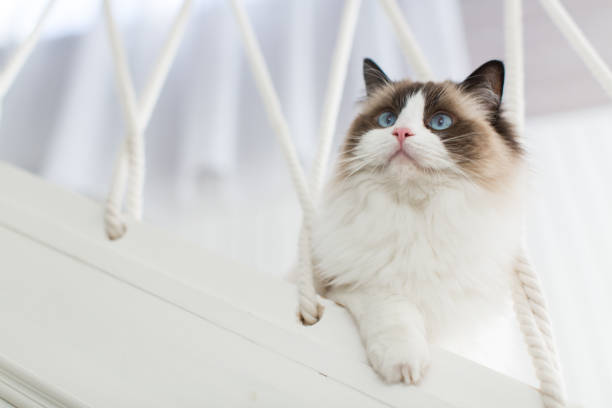 istock Beautiful young white purebred Ragdoll cat with blue eyes. 1755886287