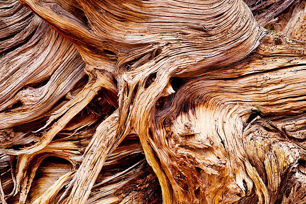 weathered natural wood "gnarled, weathered, and worn juniper wood makes for abstract impressions of nature design.  horizontal composition taken in the grand staircase escalante national monument of utah." juniper tree juniperus osteosperma stock pictures, royalty-free photos & images