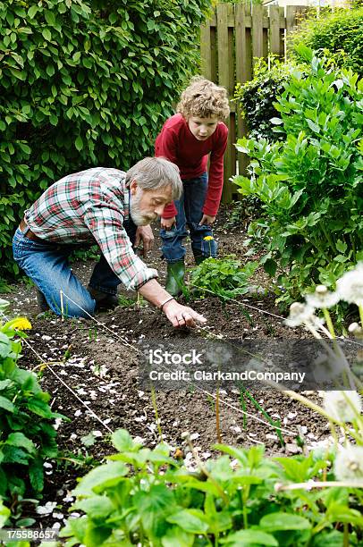 老人とハウンド購入を植えるオニオンズ庭園に刈られた生垣 - 分かち合いのストックフォトや画像を多数ご用意 - 分かち合い, 野菜畑, 多世代家族