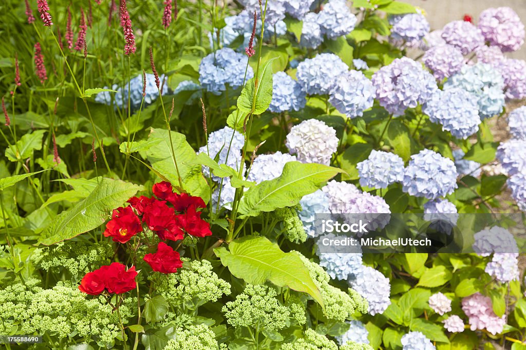 Colorido Cama con flores, Norderney - Foto de stock de Aire libre libre de derechos