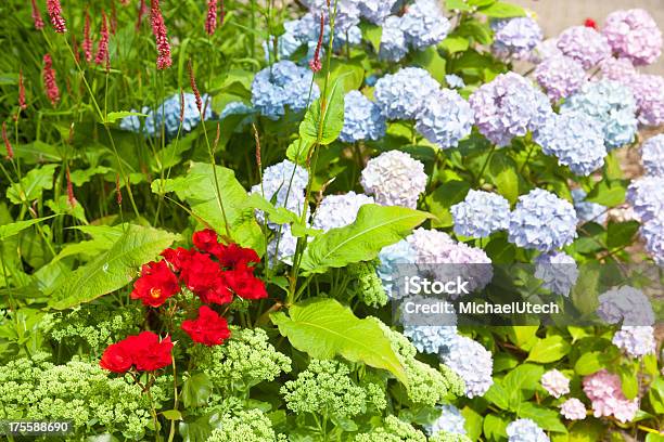 Colorido Cama Con Flores Norderney Foto de stock y más banco de imágenes de Aire libre - Aire libre, Ajardinado, Alemania