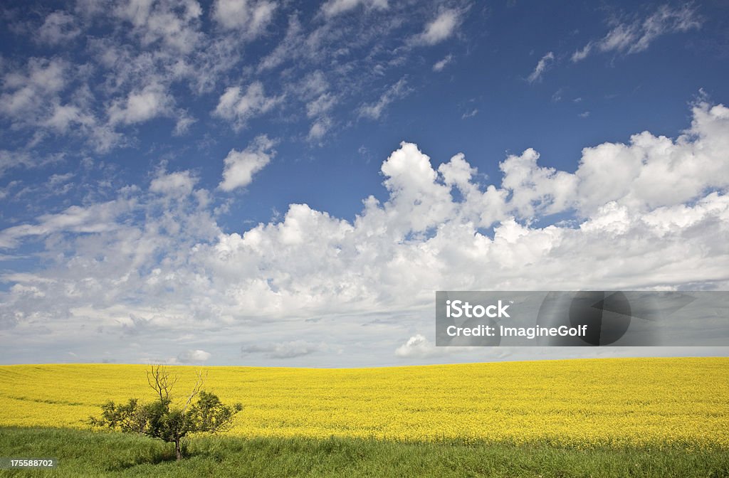 Canola Field - Lizenzfrei Landschaft Stock-Foto