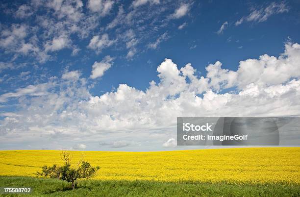 Canola Field - Fotografias de stock e mais imagens de Alberta - Alberta, Paisagem - Cena Não Urbana, Edmonton