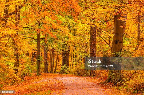 추절 공원 11월에 대한 스톡 사진 및 기타 이미지 - 11월, 자연, 풍경