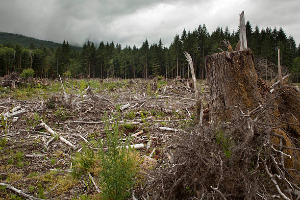 istock Logged forest near Olympic National Park Washington 175589051