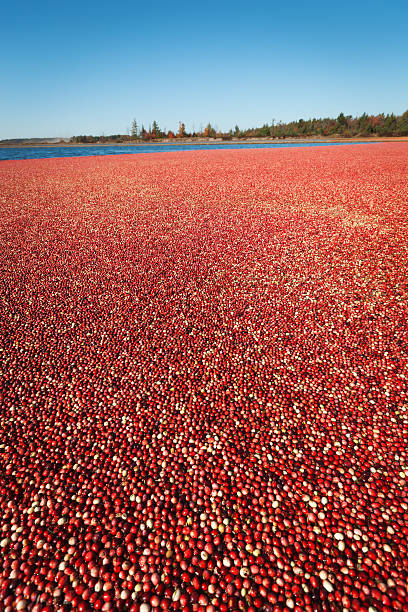 istock Cranberry Marsh in Wisconsin During Havest 175589153