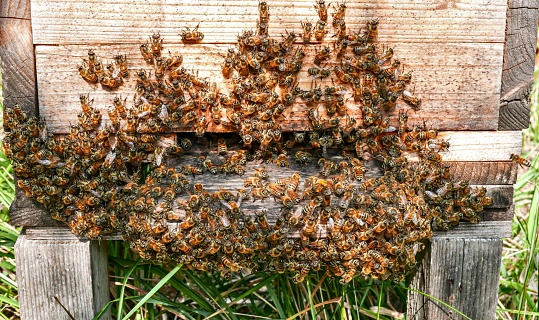 bees to produce honey from acacia in Italian Farm