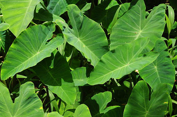 istock Green vegetation,Sri Lanka. 175589643
