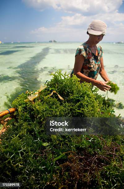 Seetang Landwirtschaft Stockfoto und mehr Bilder von Landwirtschaft - Landwirtschaft, Meeresalge, Aktiver Senior