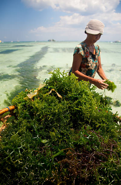 Seaweed Farming "A Balinese woman farming seaweed on Nusa Lembongan, Bali, Indonesia." seaweed farming stock pictures, royalty-free photos & images