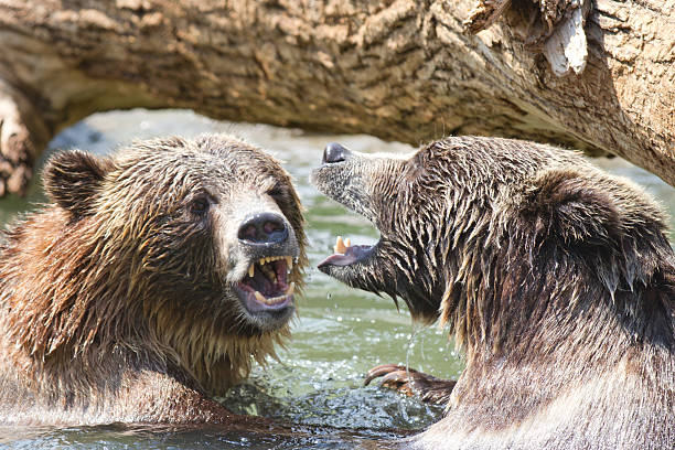istock Fight to the death 175590140