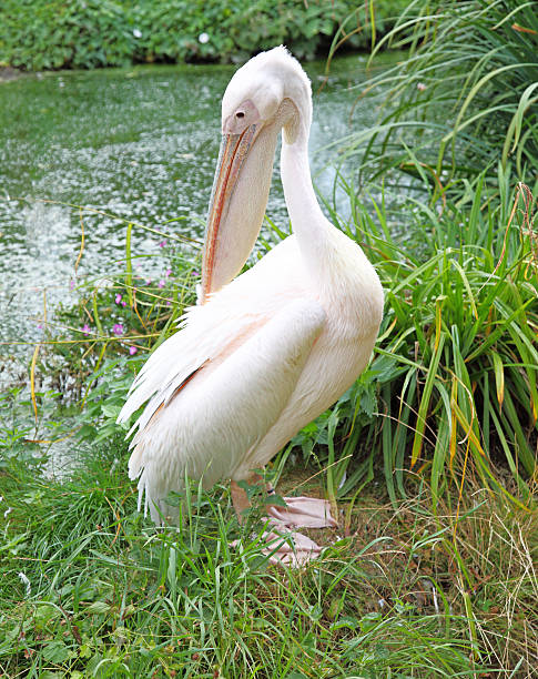 istock close up of a pelican 175590379