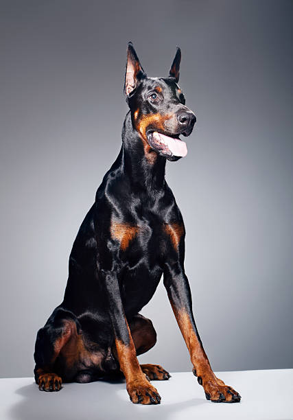 Pinscher dog sits attentively in a rustic urban alley, the textured walls and archways telling a story of the city's past