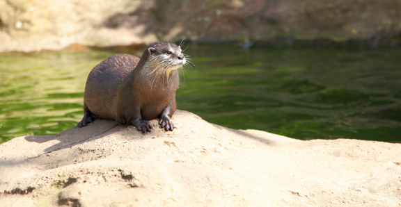 An otter enjoying the summer sunshine.