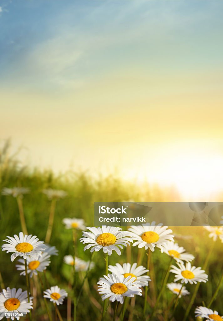 Flowering Meadow in Sunset Light "Daisy Flowers on the Meadow, Shallow DOF. See my other similar photos:" Flower Stock Photo