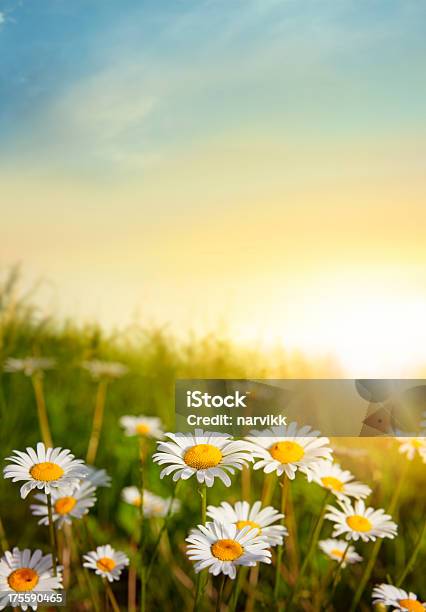 Flowering Meadow In Sunset Light Stock Photo - Download Image Now - Flower, Meadow, Sunbeam