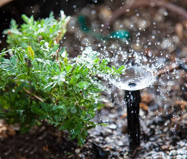 Small garden irrigation head splashing water.