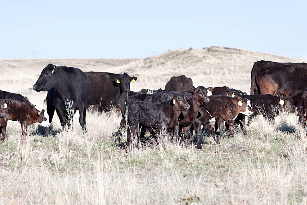 istock Herd of Cows and Calves on Open Range 175590905