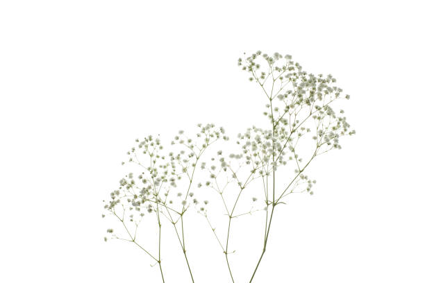 istock Gypsophila flower isolated on white background 1755909277