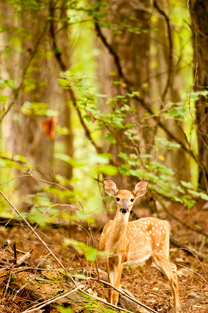 istock whitetail deer fawn 175591259