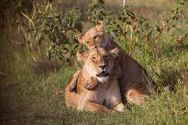 istock Lion cub playing with her mother 175591563