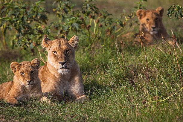 istock Lion cub resting beside her mother 175591613