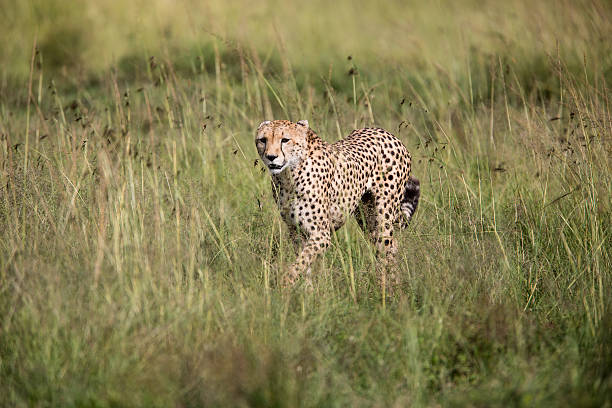 istock Hunting Cheetah is walking in the long grass Masai Mara 175591639
