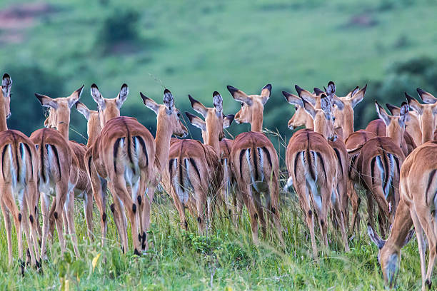 istock Herd of female Impala from the backside 175591677