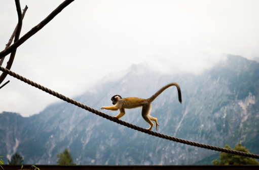 Cute primate climbing a rope in the austrian alps.