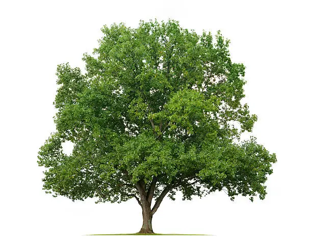 Photo of Yellow Poplar Tree