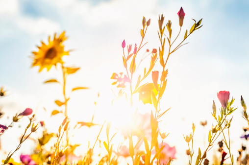 Colorful flowers in front of bright evening sunlight