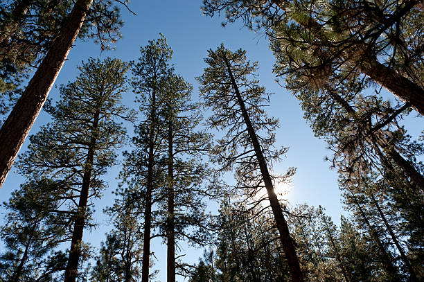 Wide Pines stock photo