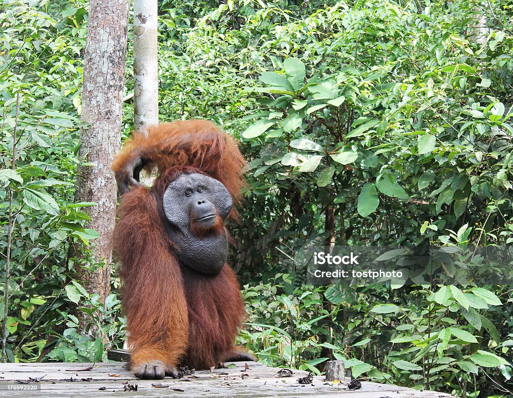 Orangotango grandes dificuldades suas costas - Foto de stock de Animais Machos royalty-free
