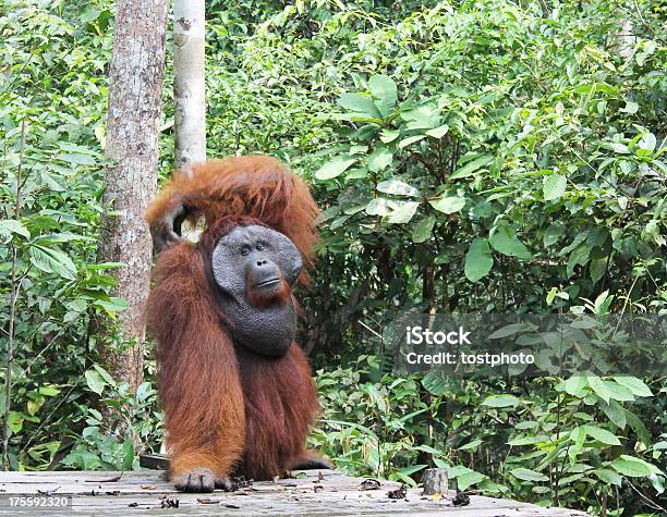 Foto de Orangotango Grandes Dificuldades Suas Costas e mais fotos de stock de Animais Machos - Animais Machos, Orangotango, Animal