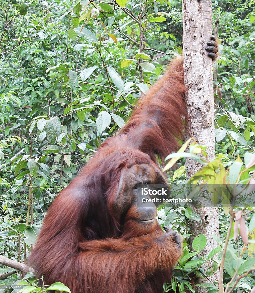 Big Orang-Utan auf den Wald - Lizenzfrei Baum Stock-Foto