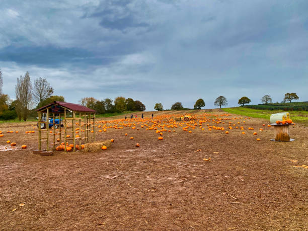 istock Darts Farm pumpkin field in Devon, UK 1755923828