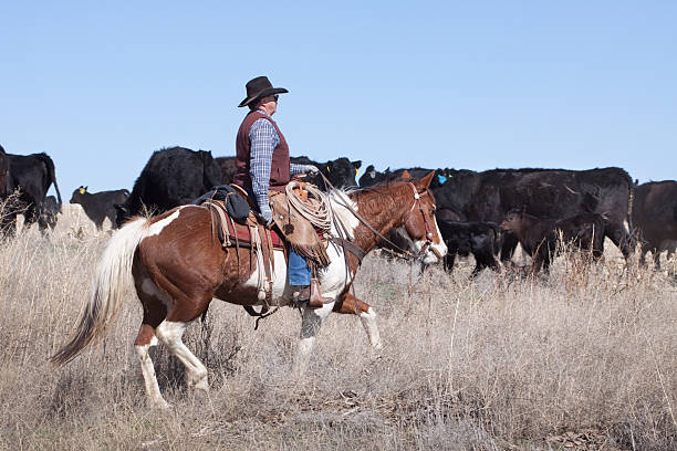 kowboj zaganiać zwierzęta z angus cattle na otwarte zakres - rein saddle cowboy hat hat zdjęcia i obrazy z banku zdjęć