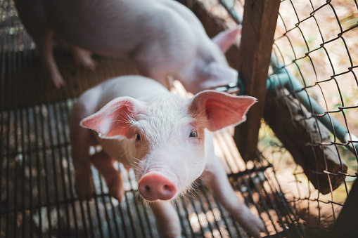 A portrait of a cute small piglet is standing on the farm.Pig Breeding farm in swine business in tidy and  indoor