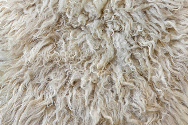 Sheepskin Close up of sheepskin background wool stock pictures, royalty-free photos & images