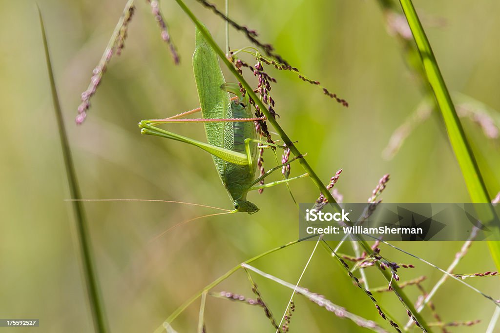 Gafanhoto Texas Bush (fêmeas) - Royalty-free Cigarra Foto de stock