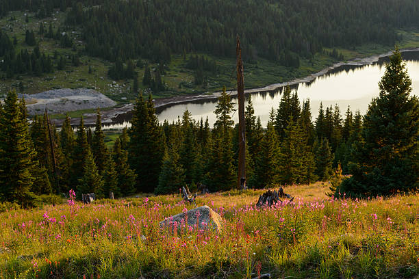istock Pink Wildflower Landscape at Sunset 175592597