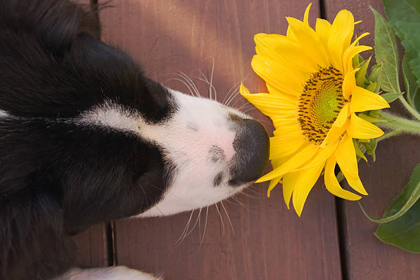 istock Stop and Smell the Flowers 175593586