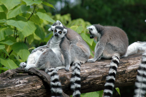 A group of ring tailed lemurs (lemur catta) huddled up together