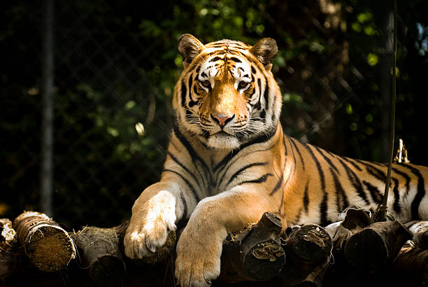 waiting tiger Tiger who prepares to attack me..but I\'m still alive ;-)Taken 2006 bengal tiger pattern stock pictures, royalty-free photos & images