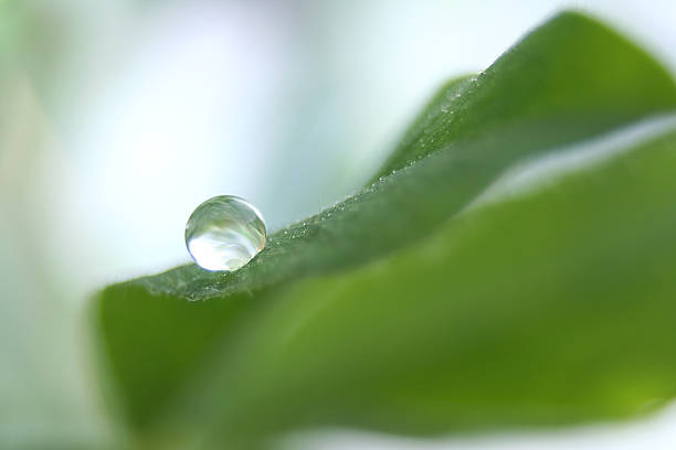 water droplet on leaf stock photo