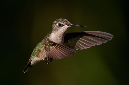 A vibrant hummingbird in flight, gliding through the air with its wings spread wide