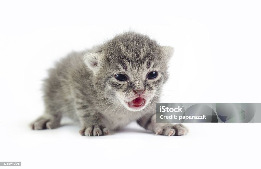 Très petit chaton - Photo de Animal nouveau-né libre de droits