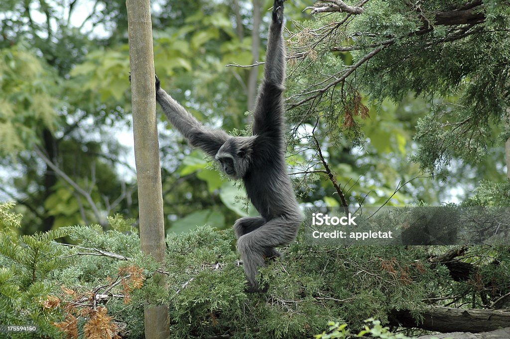 Macaco Emergência - Royalty-free Animal Foto de stock