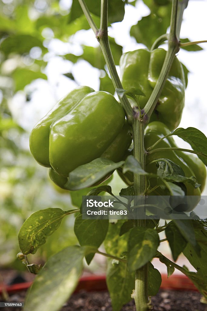 Pimiento planta en greenhouse - Foto de stock de Color - Tipo de imagen libre de derechos