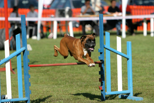 German boxer on agility course